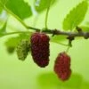 Red ShahToot Mulberry -Garden Supplies Sales 2024 persianmulberry
