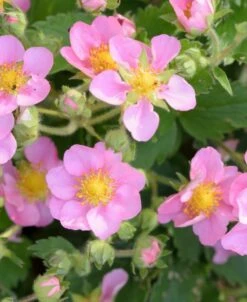 Pink Panda Strawberry