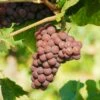 Pinot Gris Grape -Garden Supplies Sales 2024 pinot gris grape