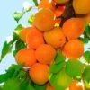 Tilton Apricot -Garden Supplies Sales 2024 plantnet rootstock apricot dwarf tilton