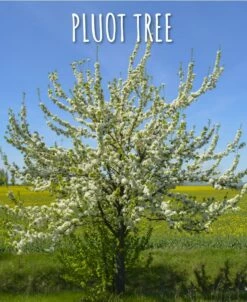 Combo Pluot Tree (3 Varieties)