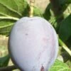 Pozegaca European Plum -Garden Supplies Sales 2024 pozegaca 1