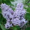 President Grevy Lilac -Garden Supplies Sales 2024 presidentgrevy