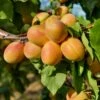 Puget Gold Apricot