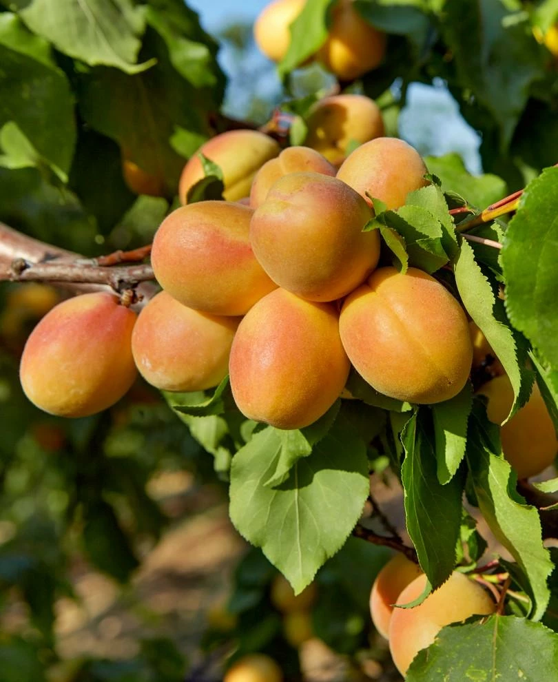 Puget Gold Apricot 3 Puget Gold Apricot