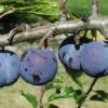 Purple Gage European Plum -Garden Supplies Sales 2024 purple gage 1