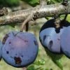 Royal European Plum Bundle No. 1 -Garden Supplies Sales 2024 purple gage 1 490x735 crop cent gigapixel low res scale 2 00x b6056281 7c06 4bc6 ba50 987f8d0d0f5e