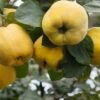 Aromatnaya Russian Quince -Garden Supplies Sales 2024 quince