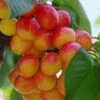 Rainier Cherry -Garden Supplies Sales 2024 rainier cherry 1