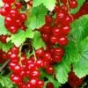 Redstart Red Currant -Garden Supplies Sales 2024 red currant 3 1