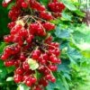Rolam Red Currant -Garden Supplies Sales 2024 red currant 4 1