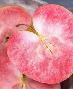 Almata Apple 5 Almata Apple -Garden Supplies Sales 2024 red fleshed 1