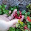 Red Pearl Lingonberry