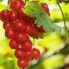 Rosetta Red Currant -Garden Supplies Sales 2024 red currant