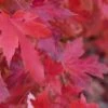 Red Sunset® Maple Tree -Garden Supplies Sales 2024 redsunsetmaple