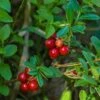 Regal Lingonberry 1 Regal Lingonberry -Garden Supplies Sales 2024 regal lingonberry