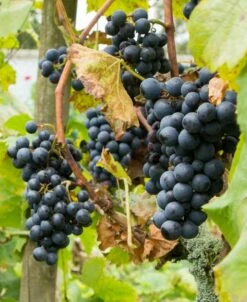 Regent Grape
