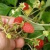 Regina Alpine Strawberry -Garden Supplies Sales 2024 regina