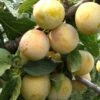 Reine De Mirabelle European Plum -Garden Supplies Sales 2024 reine mirabelle 1