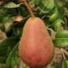 Rescue European Pear -Garden Supplies Sales 2024 rescue pear 1 1