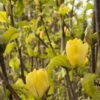 Yellow Bird Magnolia 2 Yellow Bird Magnolia -Garden Supplies Sales 2024 rest 2 1 2133