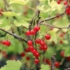 Red Lake Currant 2 Red Lake Currant -Garden Supplies Sales 2024 ribesredlake