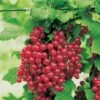 Red Jade™ Currant
