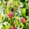 Rosanna Red Raspberry -Garden Supplies Sales 2024 rosanna red raspberry 1