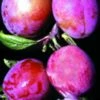Rosy Gage™ European Plum -Garden Supplies Sales 2024 rosy gage 1