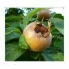 Royal Medlar -Garden Supplies Sales 2024 royalmedlar