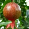 Salavatski Pomegranate -Garden Supplies Sales 2024 sala