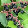 Salal 2 Salal -Garden Supplies Sales 2024 salal 1