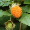 Salmonberry -Garden Supplies Sales 2024 salmonberry