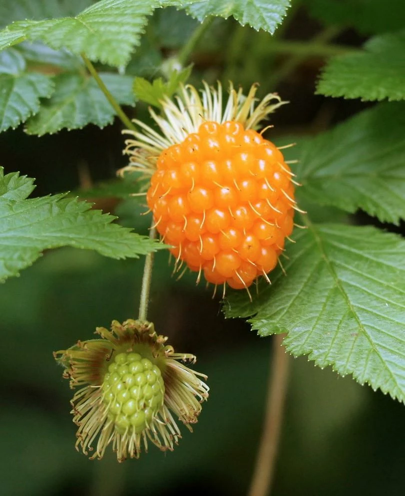 Salmonberry 3 Salmonberry