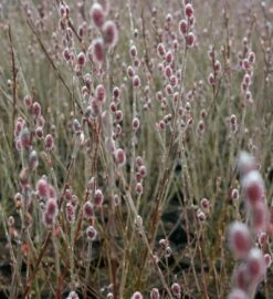 Mt. Asama Pink Willow