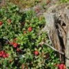 Scarlet Lingonberry -Garden Supplies Sales 2024 scarlet lingonberry 1