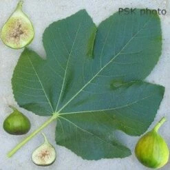 Lattarula Fig -Garden Supplies Sales 2024 secondaryLattarula