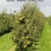 Yellow Huffcapp European Perry Pear -Garden Supplies Sales 2024 semi dwarf pear tree 18 1