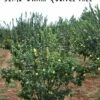 Claribel Quince -Garden Supplies Sales 2024 semi dwarf quince tree 1