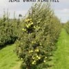 Nye Russet Barlett European Pear -Garden Supplies Sales 2024 semi dwarf pear tree 5
