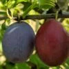 Seneca European Plum -Garden Supplies Sales 2024 seneca