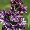 Syringa Sensation Lilac -Garden Supplies Sales 2024 sensation