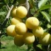 Parfume De September European Plum -Garden Supplies Sales 2024 septembre mirabelle 1