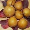 Seuri Asian Pear -Garden Supplies Sales 2024 seuri 1