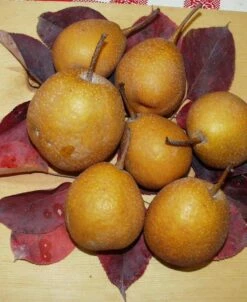 Seuri Asian Pear