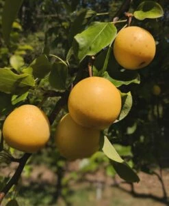 Shinseiki Asian Pear