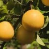 Combo Asian Pear Tree (4 Varieties) -Garden Supplies Sales 2024 shinseki asian pear