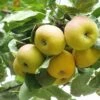 Shipova European Pear -Garden Supplies Sales 2024 shipova 1