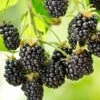 Cascade Blackberry -Garden Supplies Sales 2024 shutterstock 1006064419 1