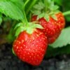 Holiday Strawberry -Garden Supplies Sales 2024 shutterstock 104995331 1